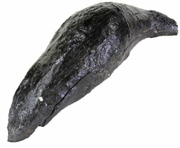 Fossil Sperm Whale Tooth - South Carolina #63550